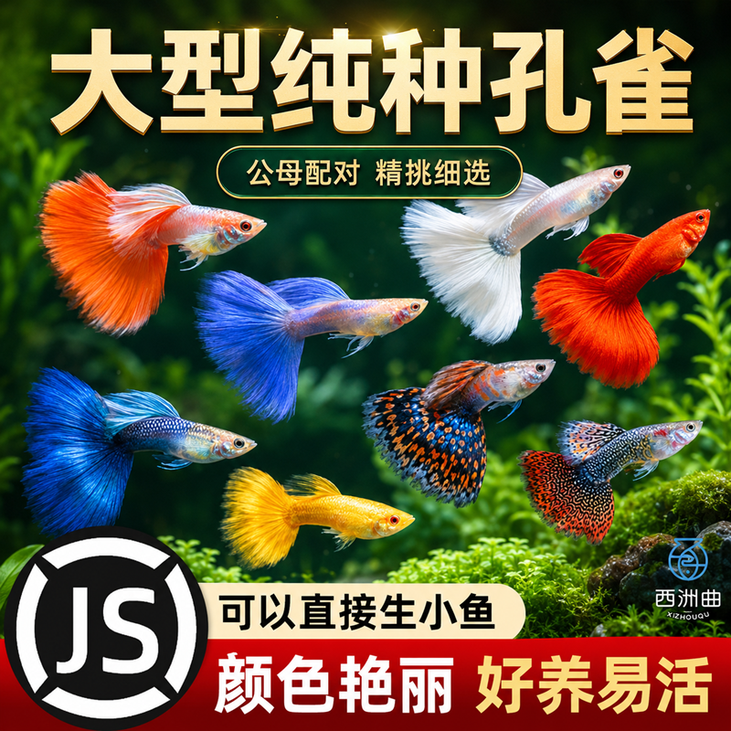 孔雀鱼观赏鱼小型热带鱼纯种鱼苗淡水鱼好养活体斑马鱼易繁殖