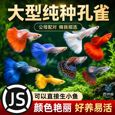 孔雀鱼观赏鱼小型热带鱼纯种观赏鱼苗淡水鱼好养活体斑马鱼易繁殖