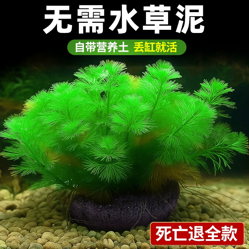 绿菊水草鱼缸造景养鱼植物阴性真草好养活净水增氧懒人新手入门