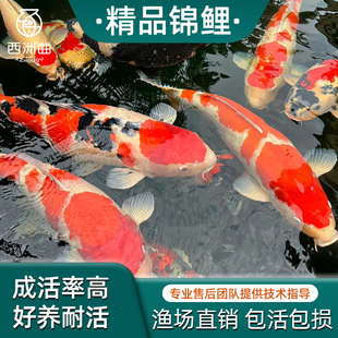 顺丰好运锦鲤鱼活鱼冷水淡水鱼苗观赏鱼小型好养耐活纯种红白三色