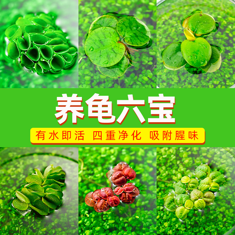 古法养鱼养龟材料净化水质无泥水草造景套餐兔耳朵水芙蓉浮萍水草