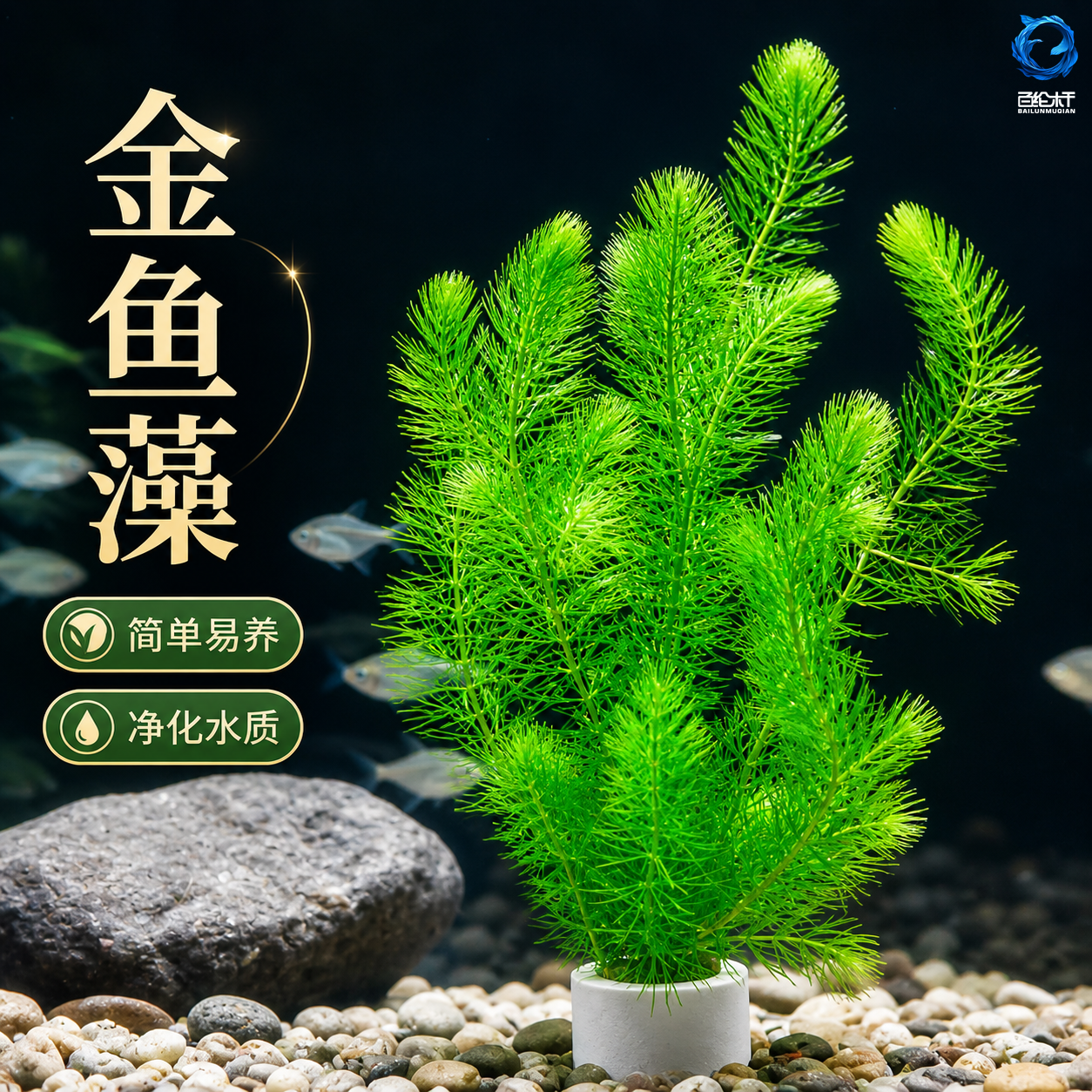 金鱼藻水草淡水水族箱鱼缸造景挂卵繁殖降低氨氮净化水质好养易活