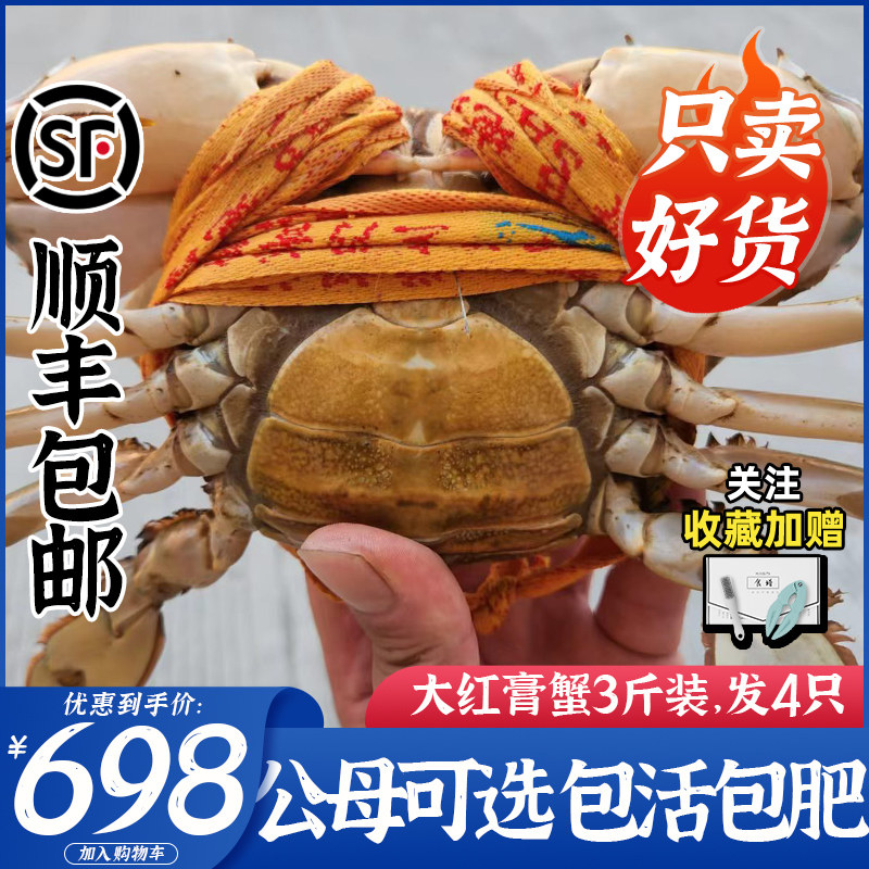 正宗三门青蟹特大母蟹膏蟹 大红鲜活海鲜水产螃蟹 4只共3斤