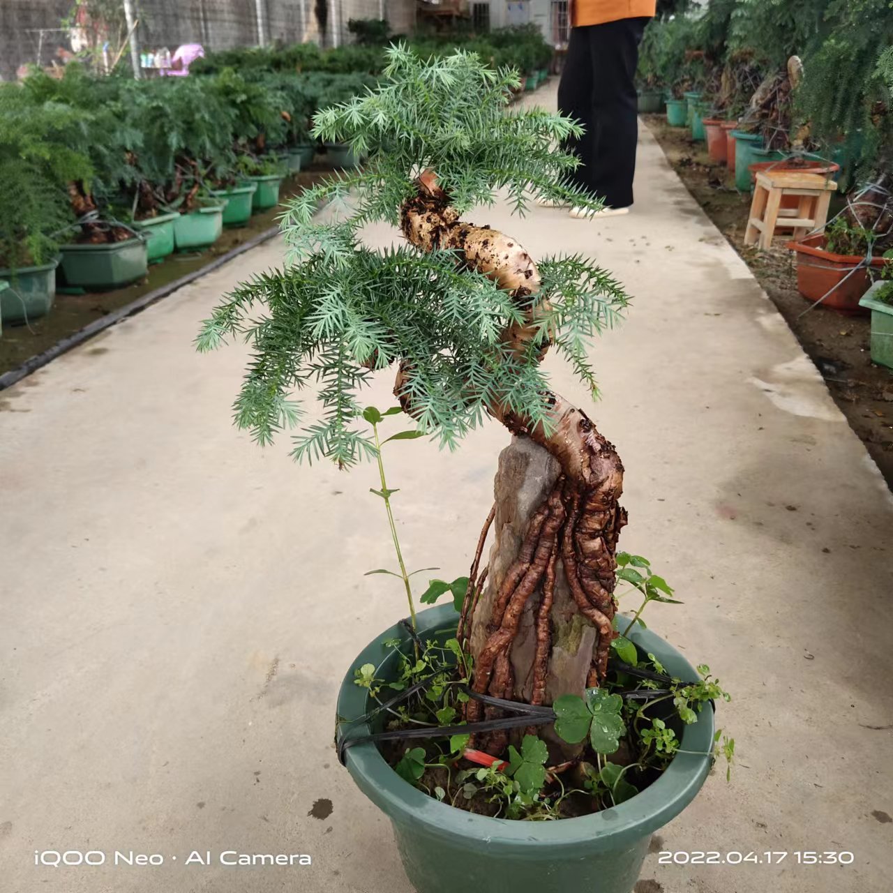 澳洲杉室内室外绿植常青名贵典雅