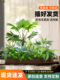 彷真绿植假植物室内大型装 饰盆栽阳台花槽造景户外花箱彷真花摆设
