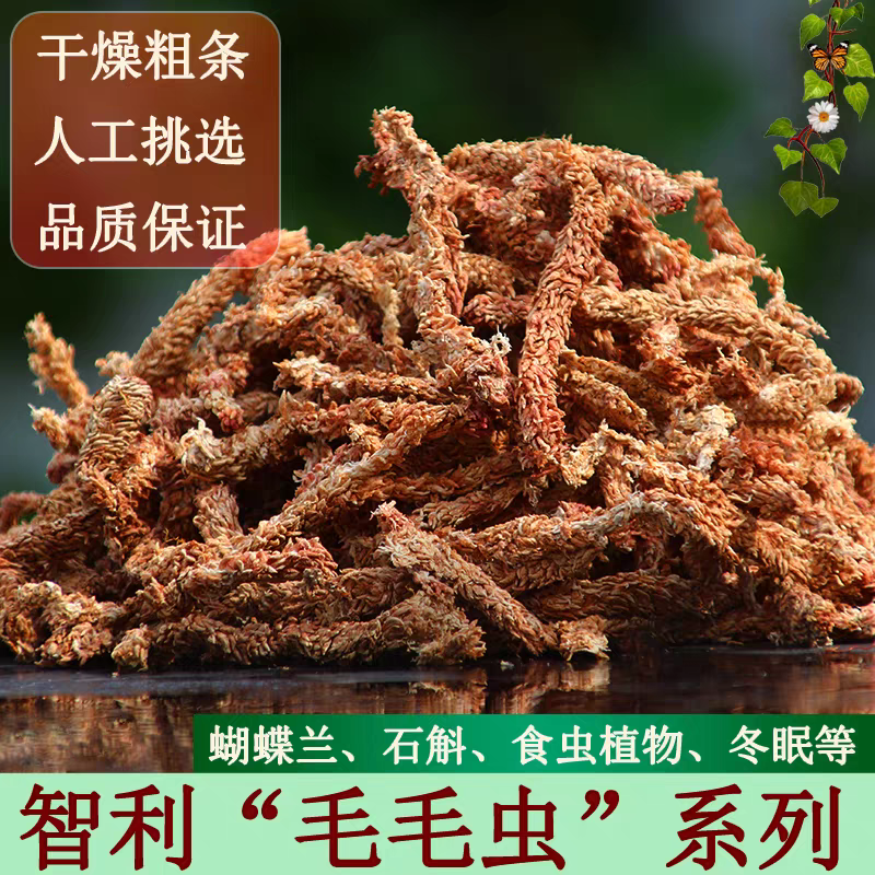 智利进口毛毛虫水苔蝴蝶兰专用水苔七星兰花营养土苔藓植料