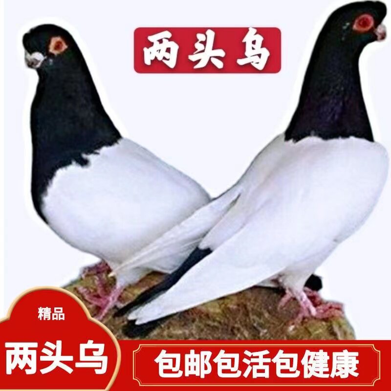 鸽子活体一对观赏鸽信鸽纯种两头乌长嘴黑乌,200,0,信鸽活体,河北