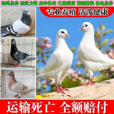 活体鸽子一对公母纯种肉鸽子落地王肉鸽信鸽青年鸽种鸽包下蛋,100