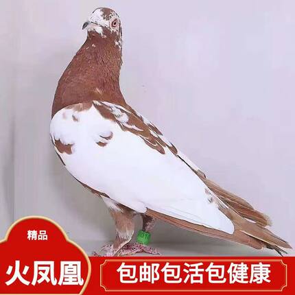 精品火凤凰鸽子活体一对原配信鸽赛鸽血统鸽肉鸽小鸽种鸽活物幼鸽