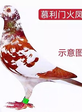 【慕利门火凤凰】血统信鸽赛鸽活体公母一对种鸽成年鸽幼鸽活物鸟