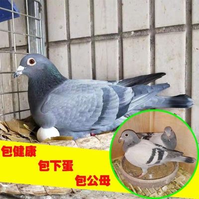 鸽子活体一对包邮大鼻子信鸽成绩鸽赛鸽瓦灰雨点幼鸽成年鸽天落鸟