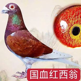 西翁信鸽国血信鸽活体一对远赛鸽活体信鸽精品西翁包邮包活到家,2