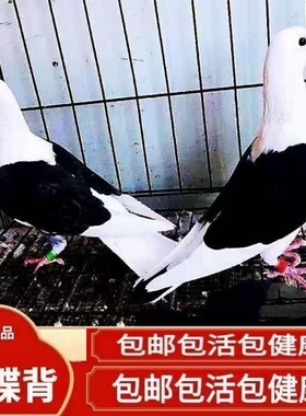 【蝴蝶背信鸽】异色好鸽子赛鸽活体飞行鸽蝴蝶花种鸽活体公母一对