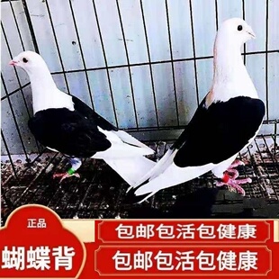 【蝴蝶背信鸽】异色好鸽子赛鸽活体飞行鸽蝴蝶花种鸽活体公母一对