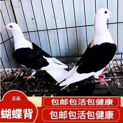 【蝴蝶背信鸽】异色好鸽子赛鸽活体飞行鸽蝴蝶花种鸽活体公母一对
