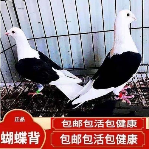 【蝴蝶背信鸽】异色好鸽子赛鸽活体飞行鸽蝴蝶花种鸽活体公母一对
