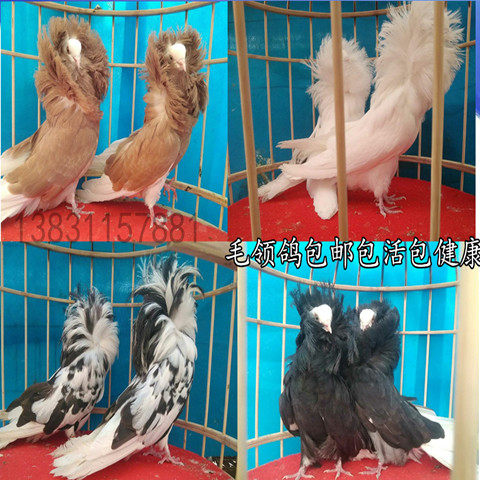 观赏鸽子,毛领鸽子,家养鸽子.信鸽.肉鸽,鸽子活体,300,0,信