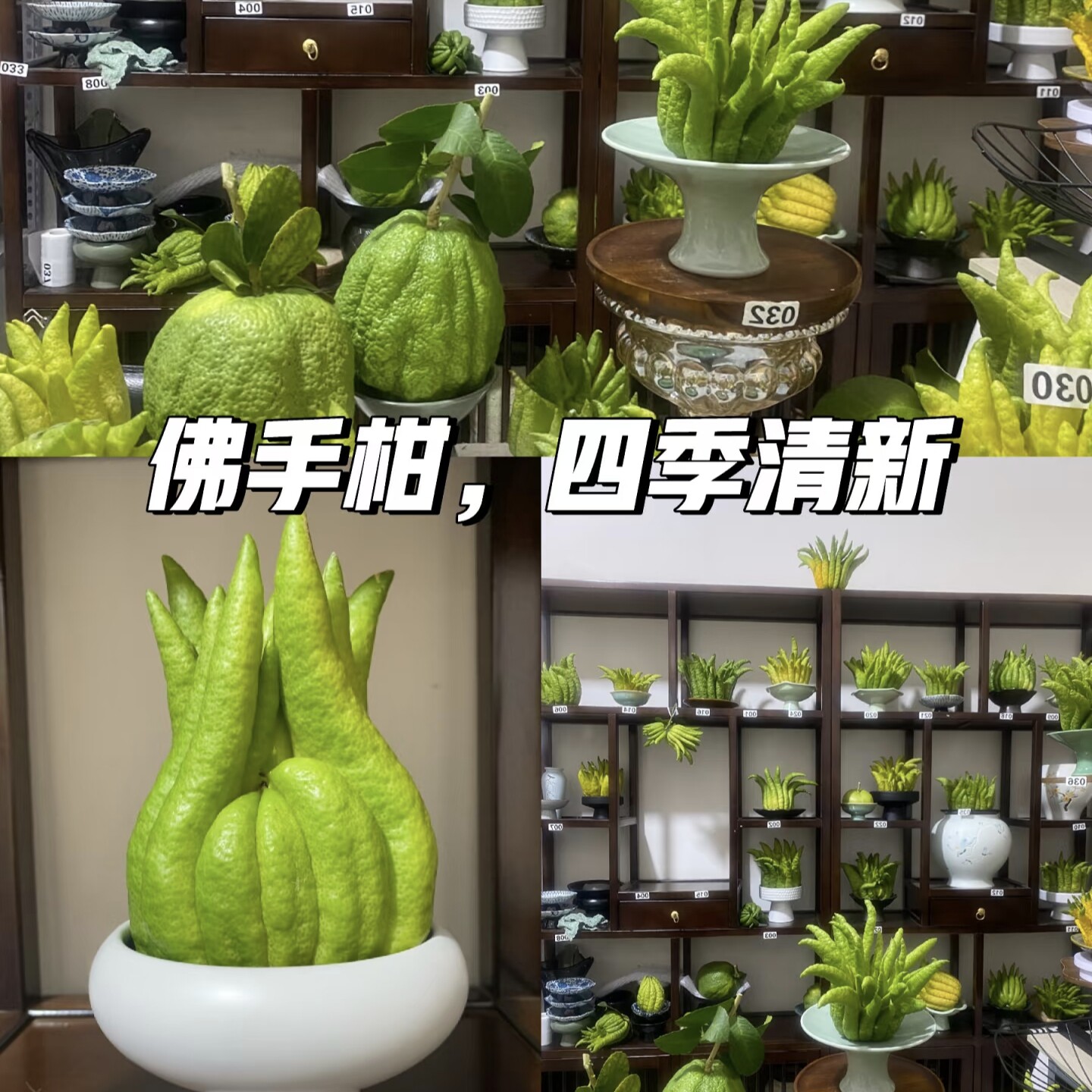 2026云南新鲜佛手柑现摘现发清香摆件清供闻香车载香薰纯天然佛手