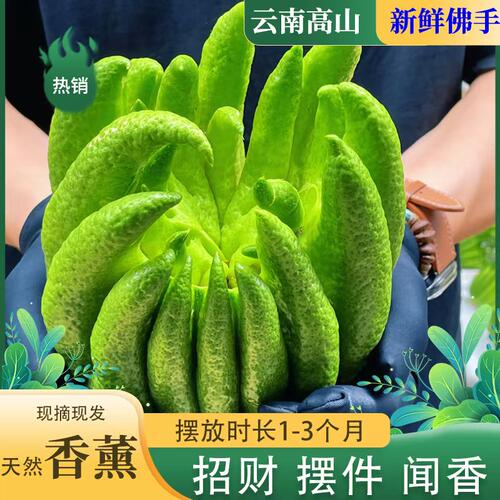 云南佛手柑鲜果观赏果天然香薰闻香清供招财摆件佛手果可食用大果