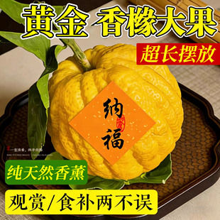 云南新鲜香橼佛手柑纯天然香薰摆件清供闻香可食用黄金香橼果冬果