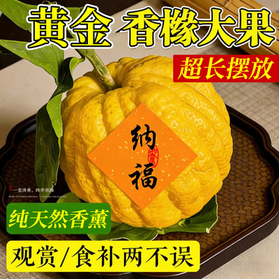 【黄金香橼果新鲜现发】
