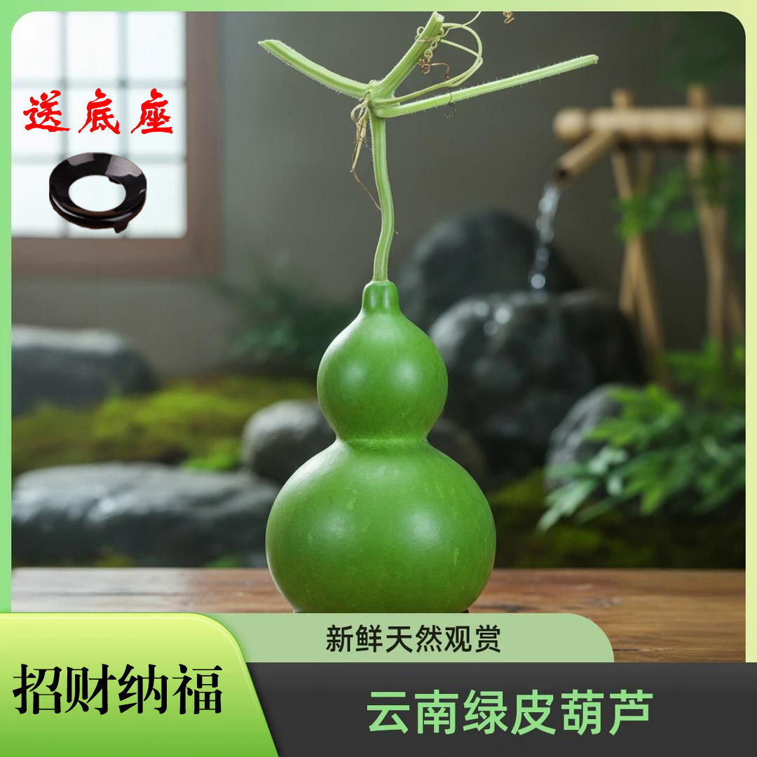 云南青皮葫芦新鲜葫芦招财福禄摆件把玩观赏新鲜葫芦装饰花材绿植
