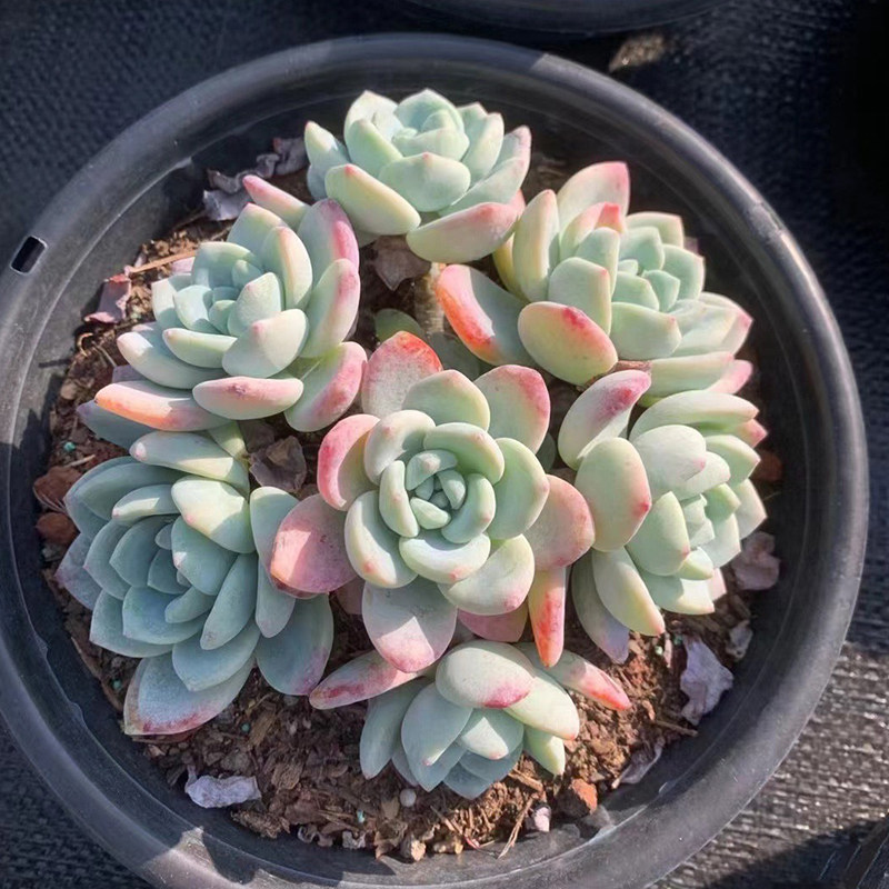 冷香自然群多肉多头6头起发植物老桩群生植栽大颗云南基地直发