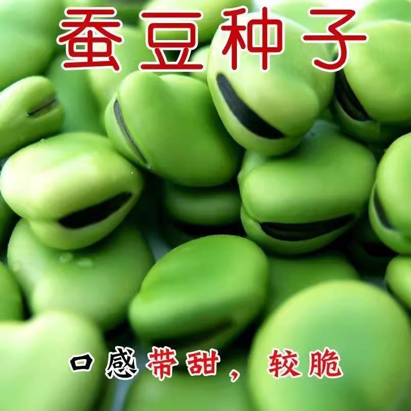 白皮蚕豆种子甜糯四季耐寒七星罗汉豆大荚胡豆种籽秋冬季蔬菜种子