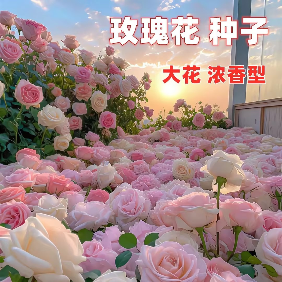 玫瑰花种子四季阳台开花易活花种籽子室内盆栽室外庭院绿植物鲜花
