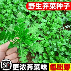 荠荠菜种子农家纯野生四季春大叶芥菜种籽食用盆栽蔬菜种孑秋冬播