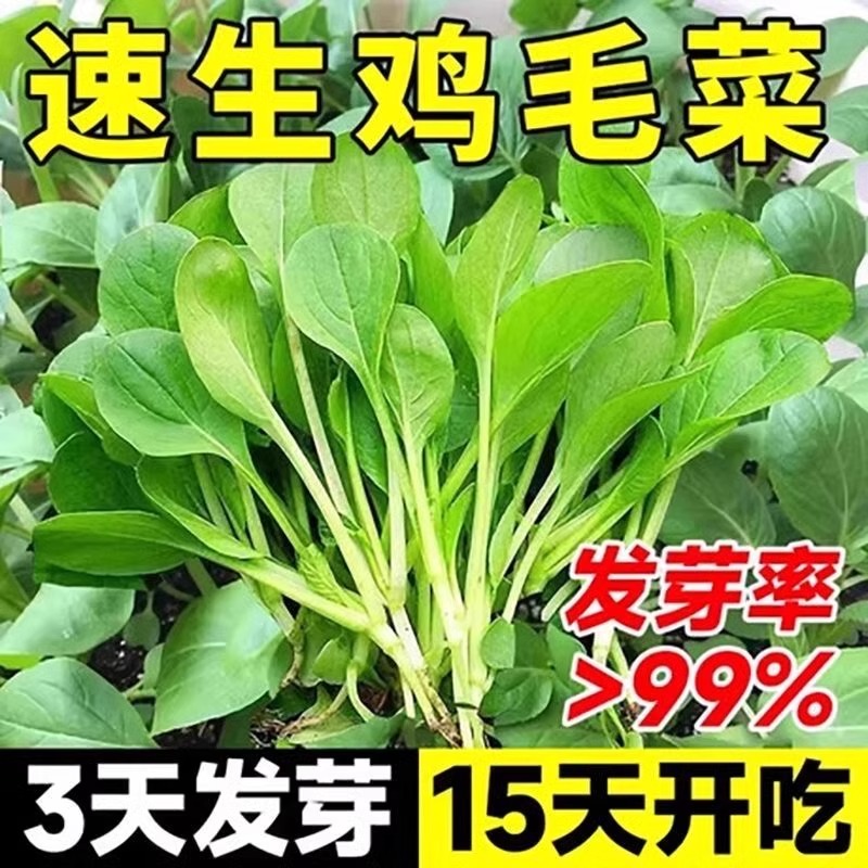 四季速生鸡毛菜菜种籽孑上海青白菜蔬菜阳台盆栽抗热春秋菜籽秧苗