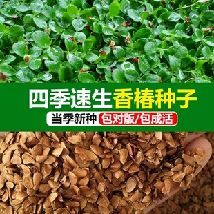 香椿籽种四季播种红油香椿树苗芽苗菜香春芽种孑水培香椿树种蔬菜