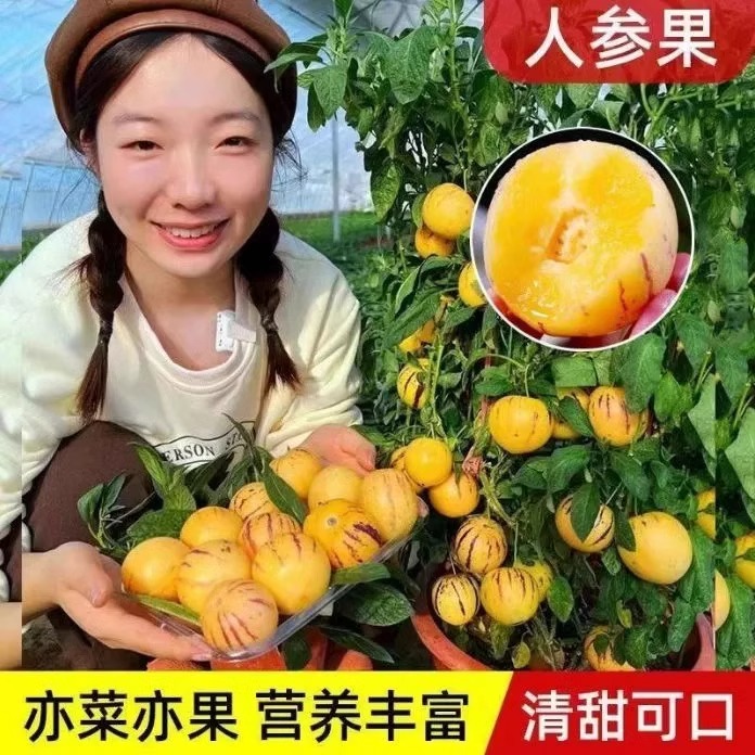 人参果种籽水果甜瓜种籽多年生果大肉多皮薄多汁四季播种阳台盆栽