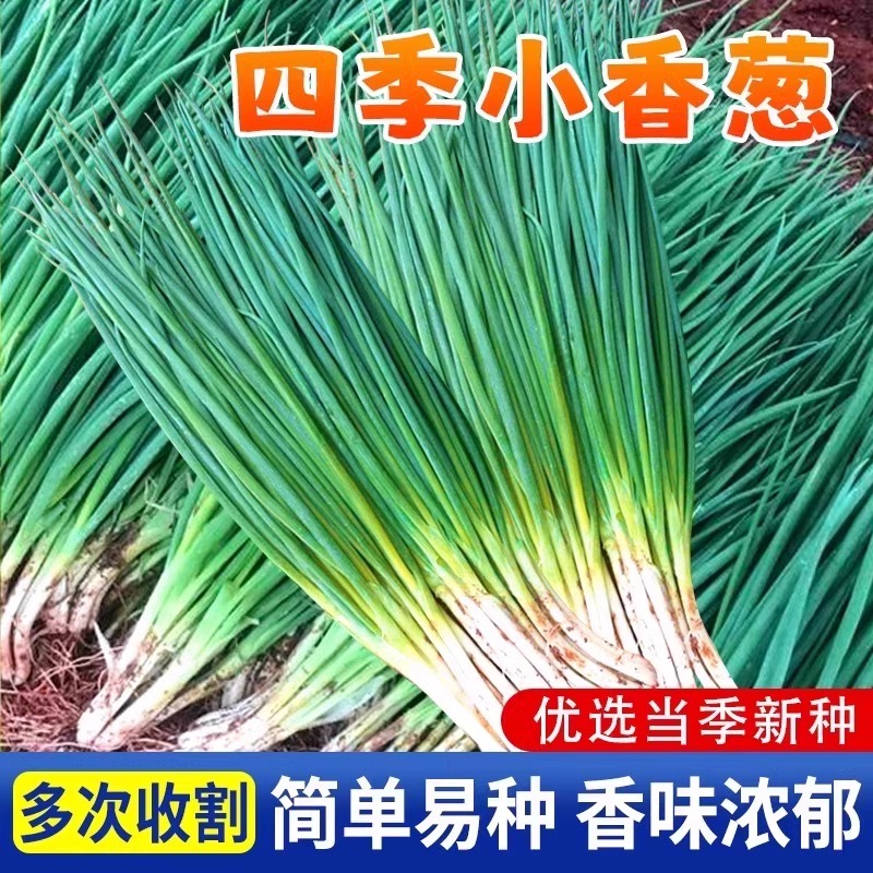小香葱种子四季春夏秋火分红根葱种籽室内阳台盆栽葱种子蔬菜种孑