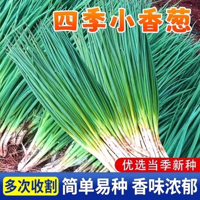 小香葱种子四季春夏秋火分红根葱种籽室内阳台盆栽葱种子蔬菜种孑