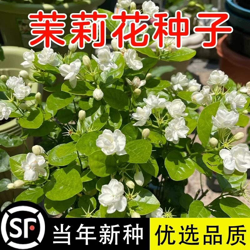 茉莉花种子四季虎头五彩香茉莉室内外阳台花卉绿植盆栽花籽花种籽