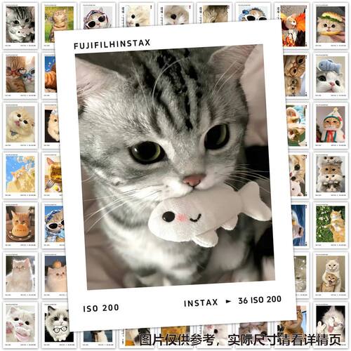 猫咪拍立得贴纸可爱呆萌小猫