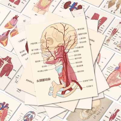 50张人体结构组织器官贴纸