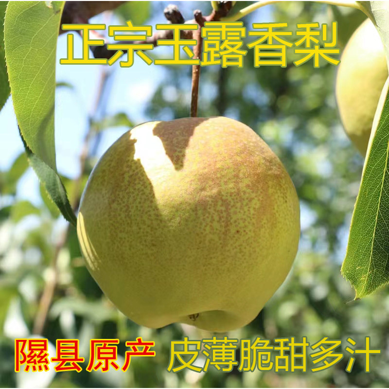 正宗山西玉露香梨新鲜脆甜多汁隰县雨露香梨孕妇水果小果5斤包邮,水产肉类/新鲜蔬果/熟食,梨,淘宝优惠券,粉丝福利购,淘宝优惠卷