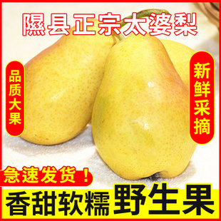 太婆梨香蕉梨烟台水果梨大头茄梨新鲜水果山西当季整箱无核5斤