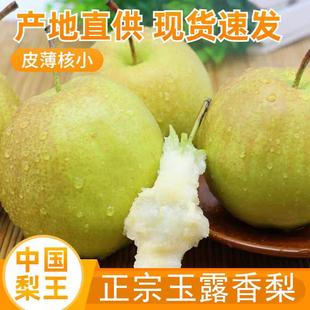 主播推荐正宗山西隰县玉露香梨梨子新鲜水果礼盒当季梨中大果9斤