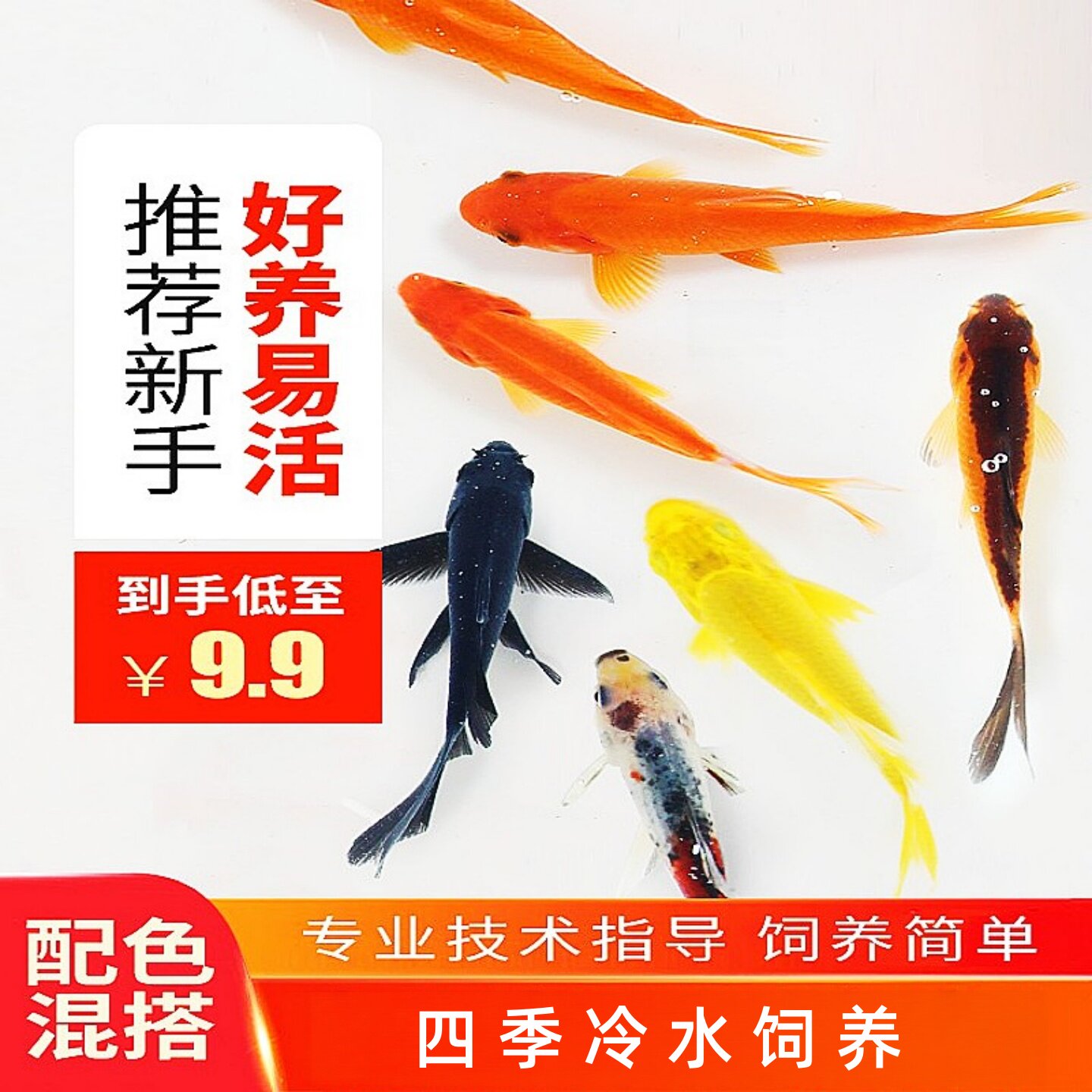 冷水观赏金鱼自来水可养适合新手图片
