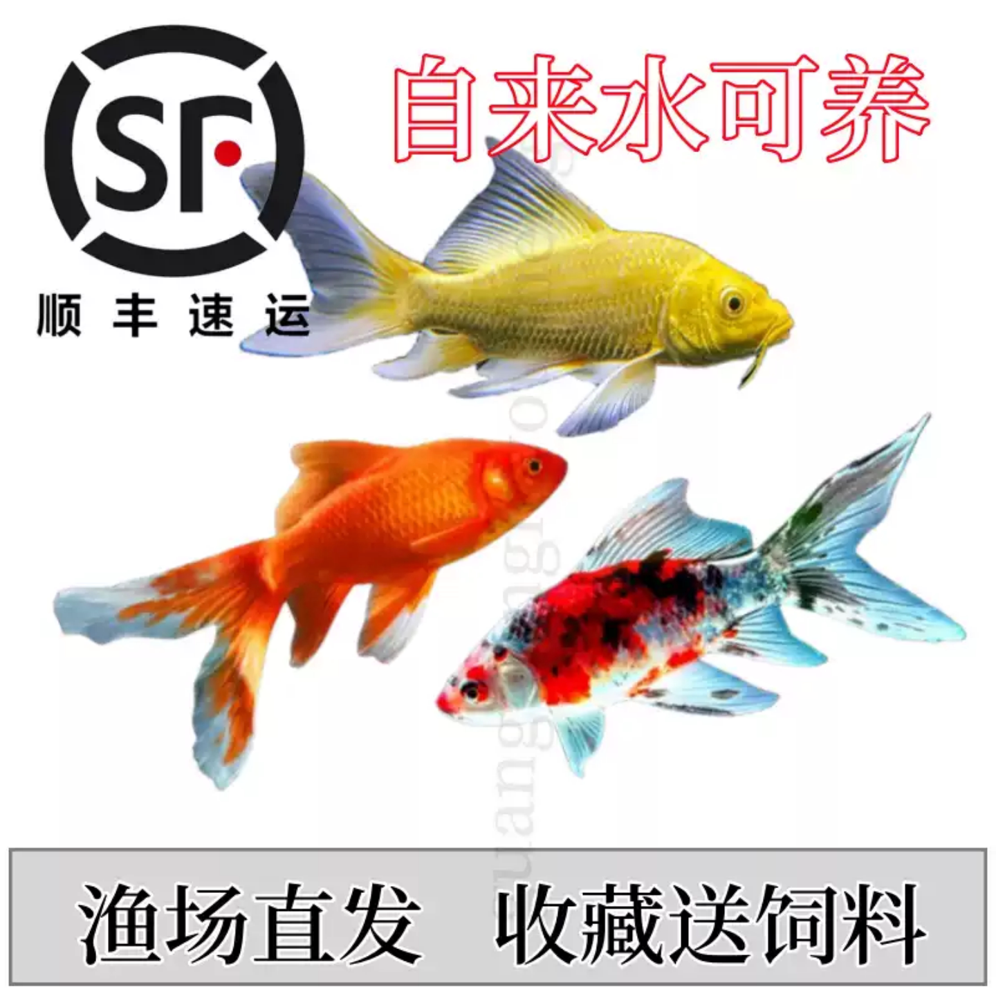 小金鱼苗观赏鱼冷水耐活好养鱼淡水小型鱼草金鱼红白龙凤锦鲤活鱼