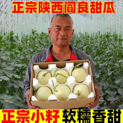 正宗头茬陕西阎良甜瓜