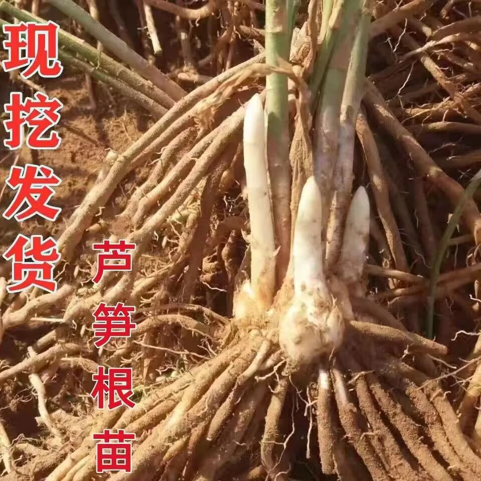 芦笋苗根绿色芦笋苗种四季蔬菜苗盆栽根苗种阳台庭院种植多年根生