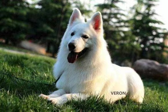 纯种瑞士牧羊犬幼犬活体纯白色牧羊犬大型护卫犬纯白德牧幼犬养殖