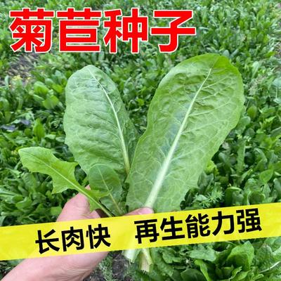 大叶菊苣草种籽耐寒养殖牛