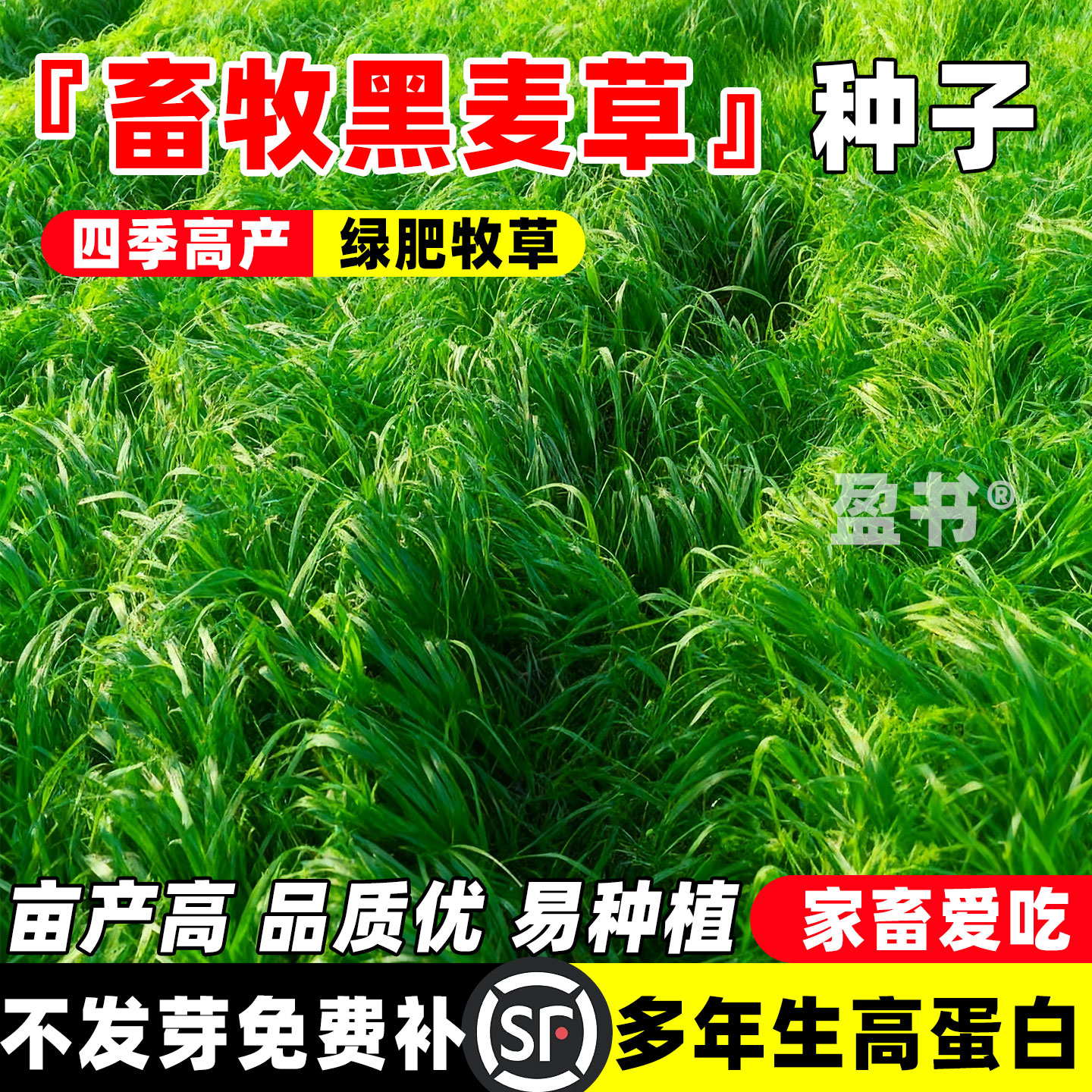 进口耐寒牧草种子多年生黑麦草种子四季常青鸡鸭鹅猪牛羊鱼草种籽