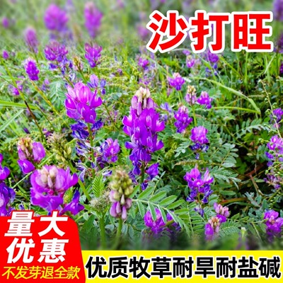 沙打旺种子多年生牧草籽四季常青果园绿肥防沙固土护坡绿化草种孑