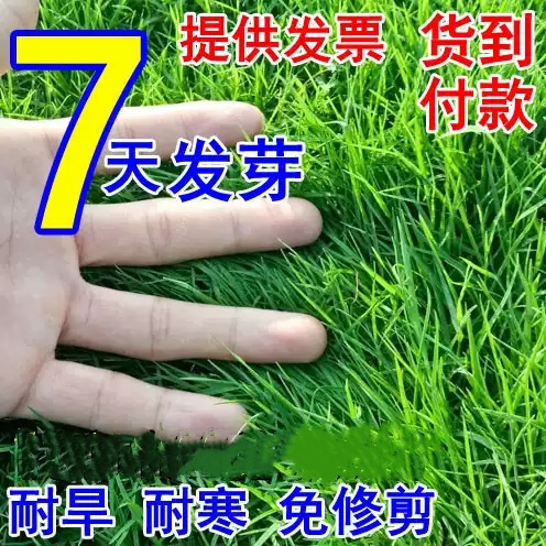 狗牙根高羊茅马尼拉四季常青草籽